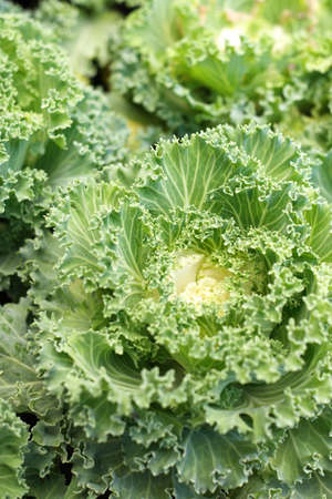 Close up of ornamental cabbages with detailの写真素材