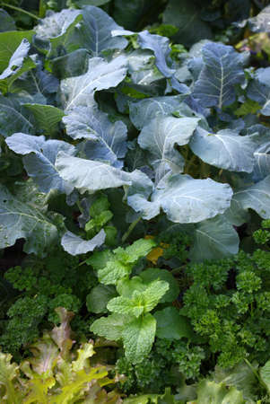 Variety of edible leafy greens and herbsの写真素材