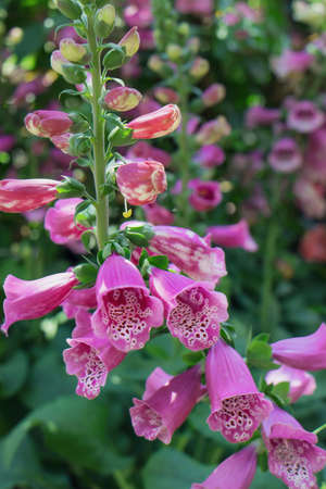 Closeup of a flowering Foxglove plant in sunlightの写真素材
