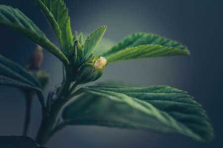 Abstract background of a budding flowerの写真素材