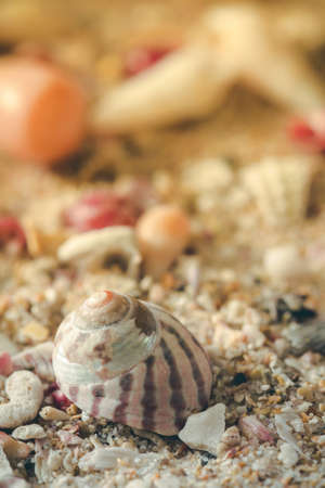 Close up of sea shells with a warm sunset look as a backgroundの写真素材