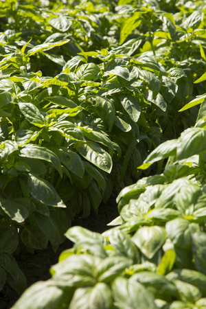 Outdoor plantation of basil seedlingsの写真素材