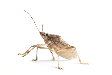Extreme close up of a living brown marmorated stink bug with raised front legs