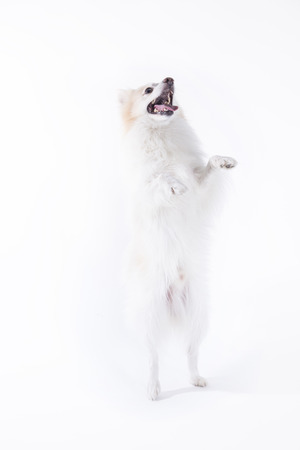 young dog with white and beige fur and with standing on hind legsの写真素材