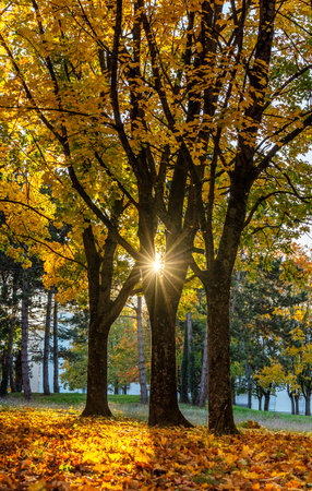 Sunshine through woods of oriental plane in a forest near city LAON in Franceの写真素材