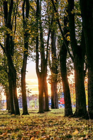 Sunset in the woods of oriental plane in Franceの写真素材