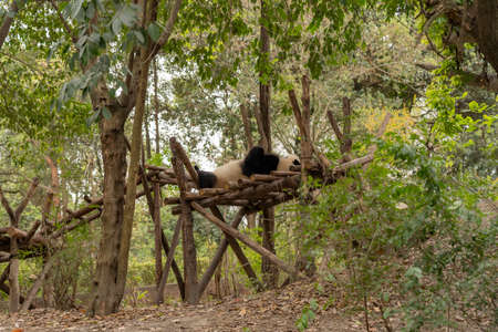 Panda is sleeping peacefully in Chengdu Chinaの写真素材