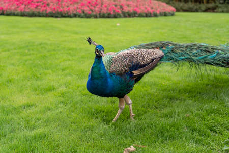 Peacock in Panda base of Chengdu, China