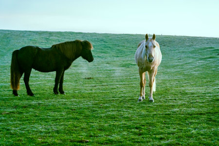 Horse in pasture of France