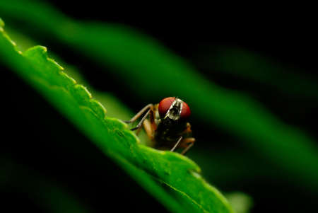 Golden fly on the leaf, dark backgroundの写真素材