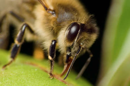 Bee extremely macroの写真素材
