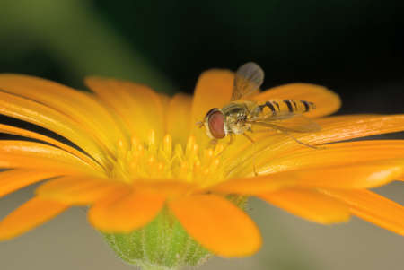 Syrphus ribesii on the yellow flowerの写真素材