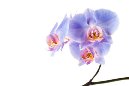 Blue Orchid on the white backgroundの写真素材
