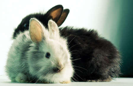 Two bunnies, white and blackの写真素材