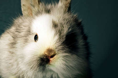 White rabbit, studio shotの写真素材