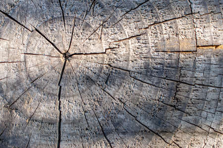 Concentric pattern of wooden structure for a background and textureの写真素材