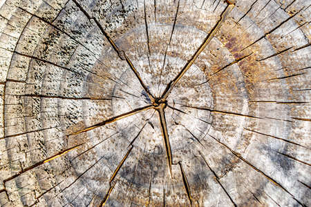 Concentric pattern of wooden structure for a background and texture