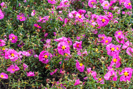 Pink flowers with dark spots around the middle among green shrubsの写真素材