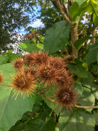 A cluster of brown flowers against a green leafy background