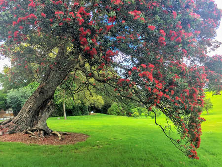 A huge Pohutukawa tree leans over towards the green grassy floor of the fieldの写真素材