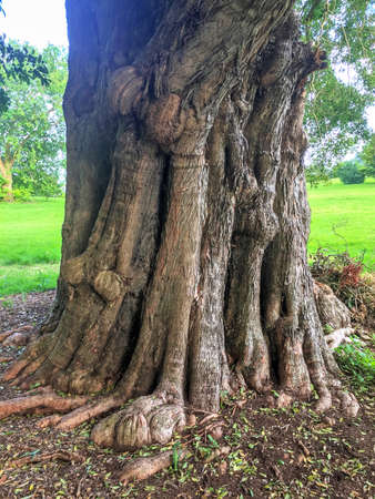 Thicj tree trunk that has the features of a carnivorous paw