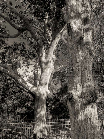 Black and white image of sunshine lighting up the tree trunks in the woodlandsの写真素材