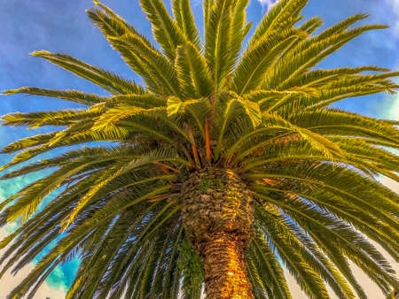 Upward view of the green palm fronds of a yucca tree with a blue sky background