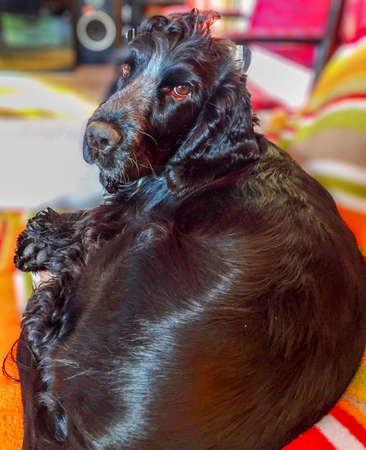 Black coated English Cocker spaniel lays on sofa and looks backの写真素材