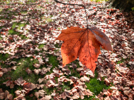 Single orange maple leaf hangs over lush fallen autumn leavesの写真素材