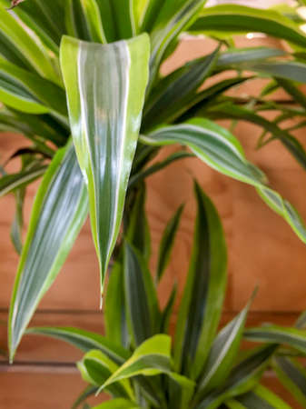 Indoor Green Leafy plant under artificial lightの写真素材