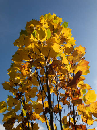 Bright yellow and orange leaves of a tree under a clear blue vivid skyの写真素材