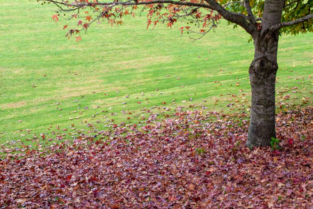 Daytime image of red and orange colored autumn leaves fallen to the base of a tree trunk at the green grassy fieldの写真素材