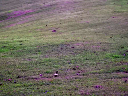 Green and purple hued landscapeの写真素材