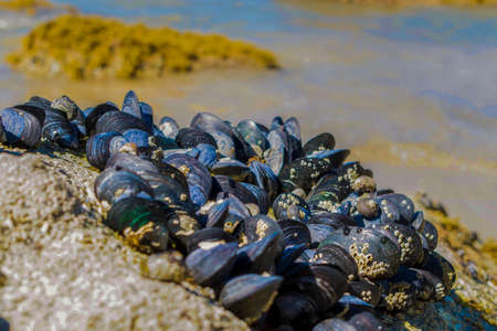 Mussels on Medlands Bay Beach on the Abel Tasman Coast in New Zealandの写真素材