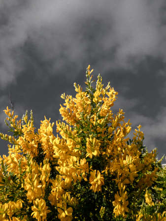 Yellow Flowers plant against a black and white cloudy skyの写真素材