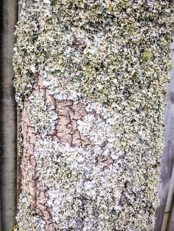 Lichen growing on tree trunkの写真素材