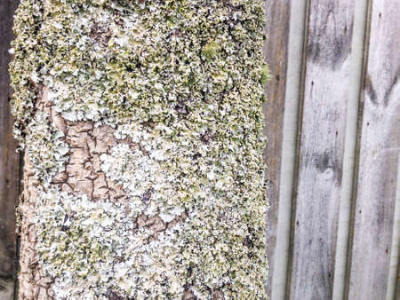 Lichen growing on tree trunkの写真素材