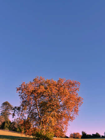 Autumn leaves on tree under clear blue sky in Auckland New Zealandの写真素材