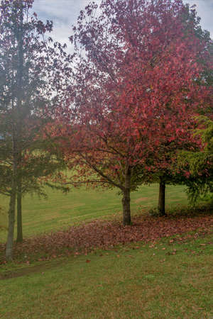 Autumn leaves on tree under cloudy blue sky in Auckland New Zealandの写真素材