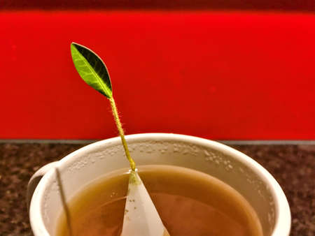 Cup of peppermint tea against a red backgroundの写真素材