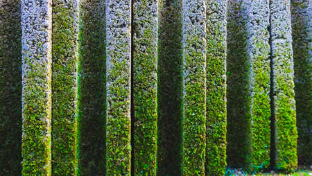 brick Moss