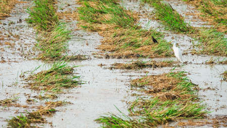 Open-billed stork feeding after harvest.の写真素材