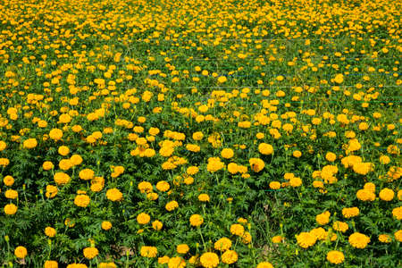 Marigold fieldsの写真素材