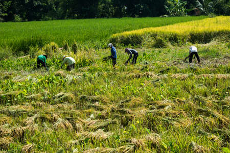 Ravish traditional harvest Farmer in the fieldの写真素材