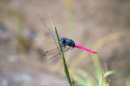 Dragonfly Krantz on leafの写真素材