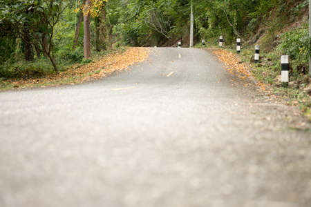 Yellow leaves falling on the roadの写真素材