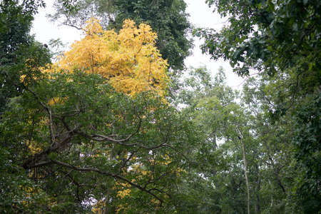 Yellow leaves The trees in the forestの写真素材