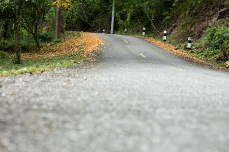 Yellow leaves falling on the roadの写真素材