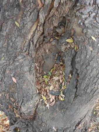 The texture of the bark of an old tree. The texture of the bark.の写真素材