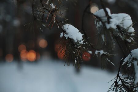 christmas tree with lightsの写真素材
